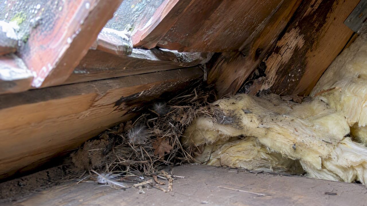 Nestmateriaal naast ingedrukte isolatie bij de dakvoet